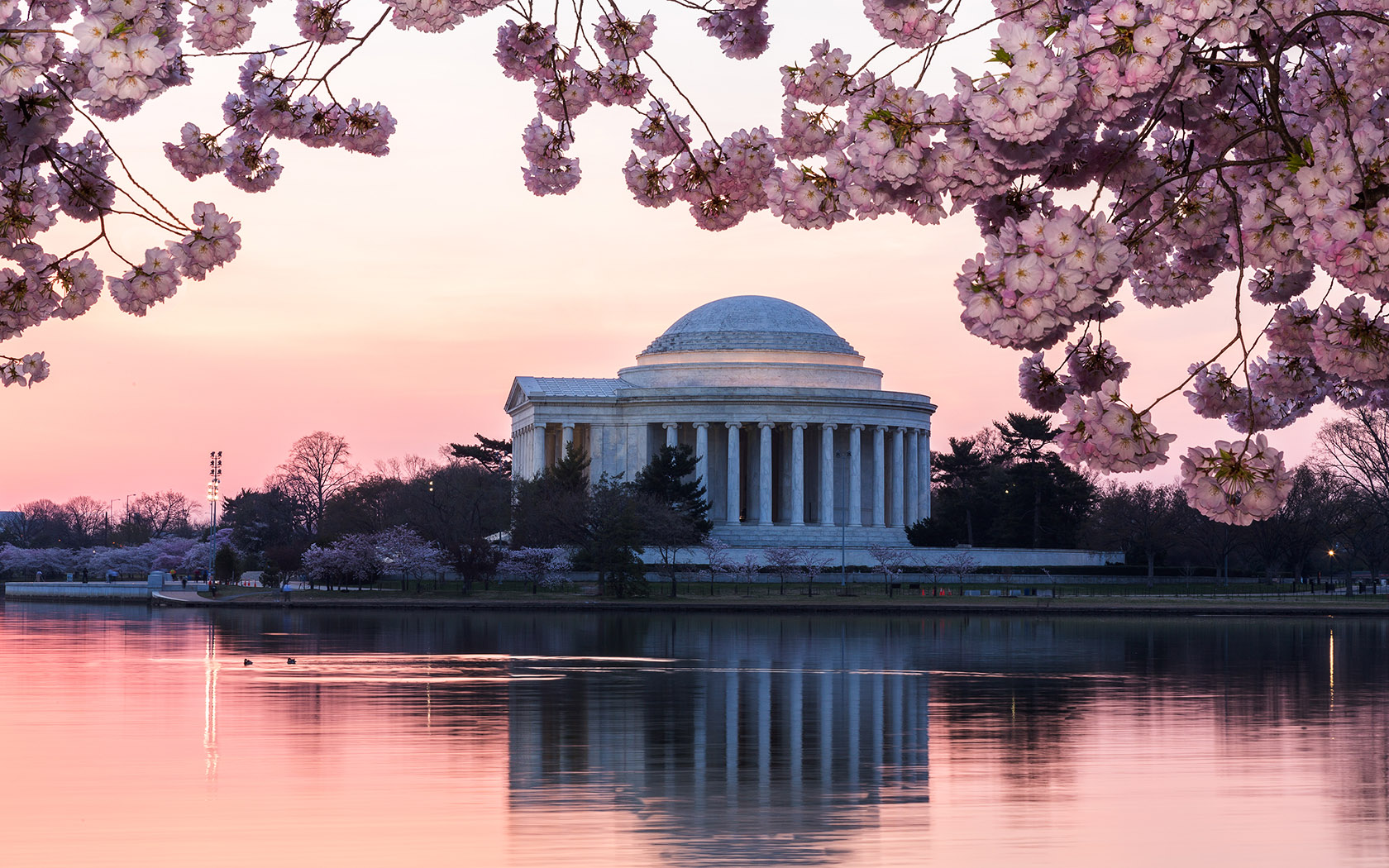 Cherry blossoms around Tidal Basin