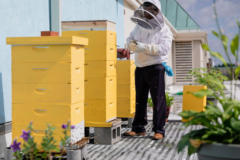 Rooftop beehives at the Fairmont Washington DC Georgetown