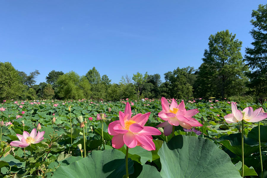 Kenilworth Aquatic Gardens