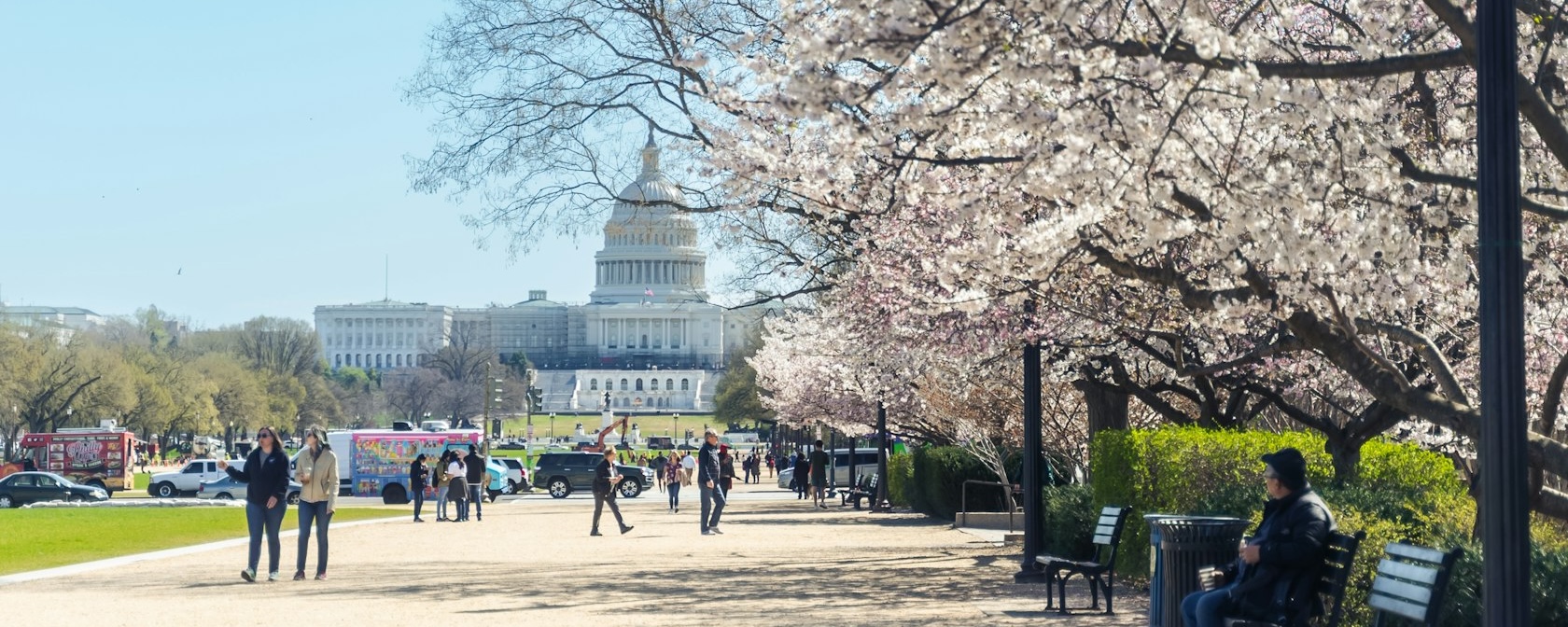 Blooming cherry blossoms line the path leading to the U.S. Capitol, with visitors strolling and enjoying the springtime view.