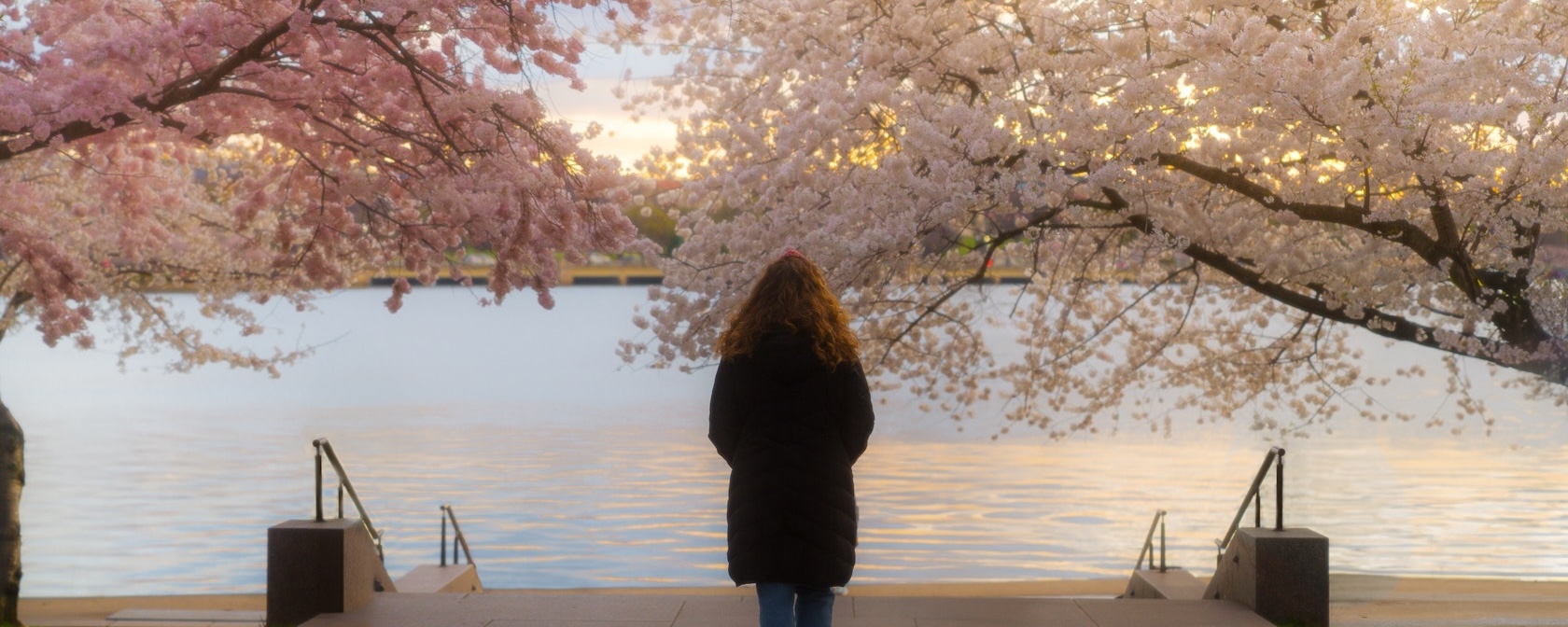 A person looks out onto the Tidal Basin in early morning light, which is surrounded by cherry blossom trees in bloom.