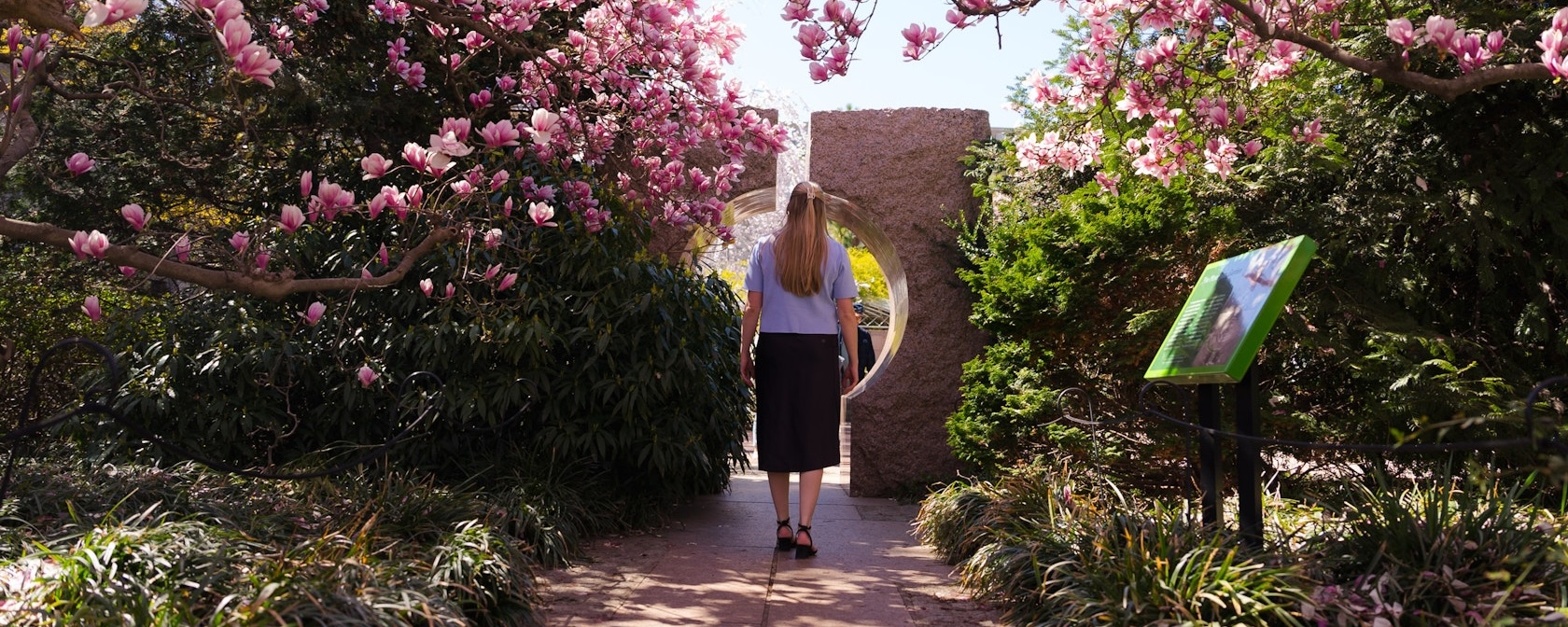 A woman walks through blooming pink magnolia trees toward a carved stone moon gate in the Enid A. Haupt Garden.