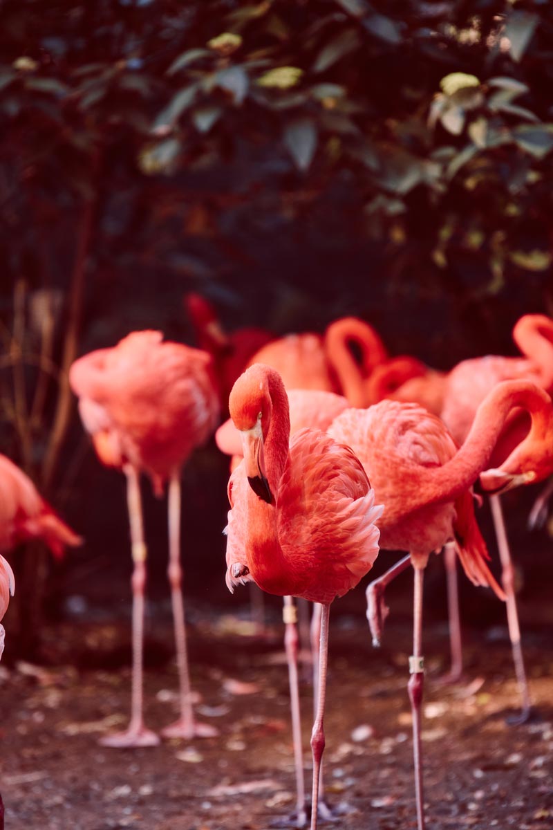 Flamingos at Smithsonian's National Zoo - Guide to the zoo in Washington, DC