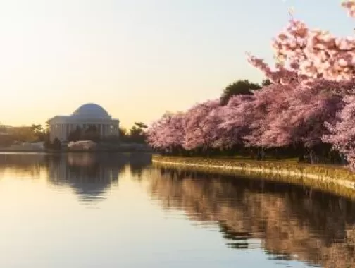 Cherry Blossoms at Tidal Basin