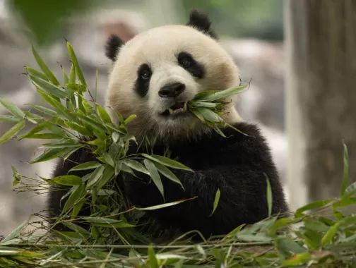 Panda at the National Zoo