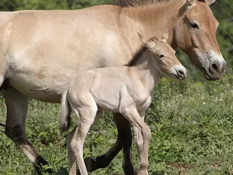 Przewalski's horse at the National Zoo